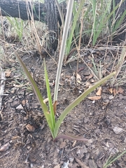 Eulophia schweinfurthii