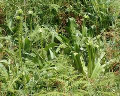 Eucomis pallidiflora