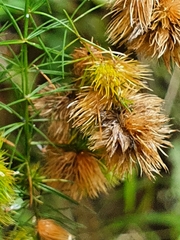 Asparagus retrofractus