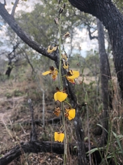 Eulophia schweinfurthii