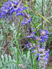 Salvia nutans
