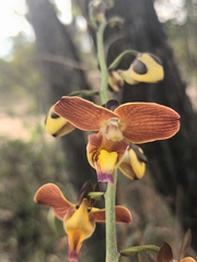 Eulophia schweinfurthii