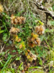 Asparagus retrofractus