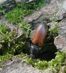 Ampedus apicatus