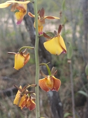Eulophia schweinfurthii