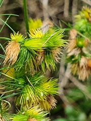 Asparagus retrofractus