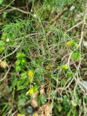 Asparagus retrofractus