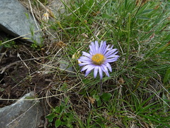 Erigeron heterochaeta