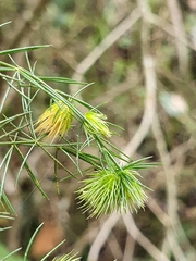 Asparagus retrofractus