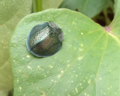 Cyrtonota thalassina