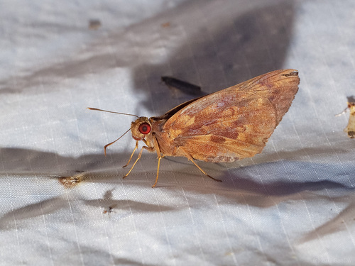 Erionota hislopi