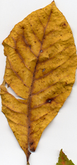 Carya tomentosa
