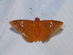 Capila phanaeus