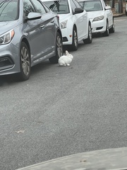 Oryctolagus cuniculus domesticus