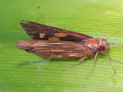 Erionota hislopi