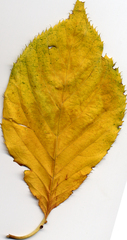 Crataegus mollis