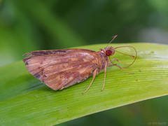 Erionota hislopi