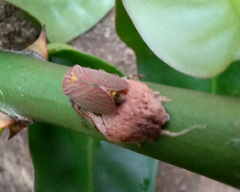 Aetalion reticulatum