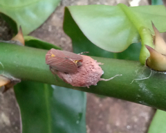 Aetalion reticulatum