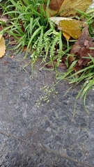 Poa annua