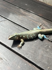 Cnemidophorus murinus