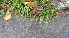 Poa annua