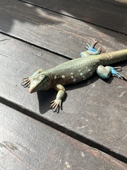 Cnemidophorus murinus