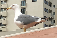 Larus michahellis
