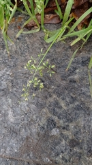 Poa annua