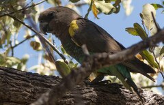 Poicephalus meyeri damarensis