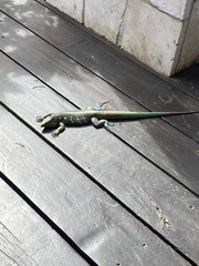 Cnemidophorus murinus