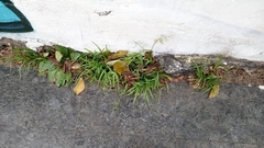 Poa annua