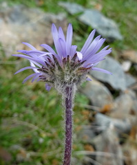 Erigeron heterochaeta