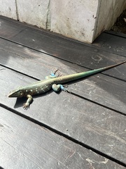 Cnemidophorus murinus