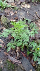 Artemisia annua