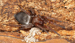 Scotophaeus quadripunctatus