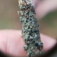 Hyperphyscia syncolla