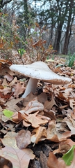 Agaricus hondensis