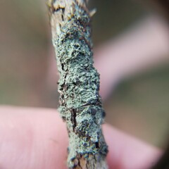 Hyperphyscia syncolla