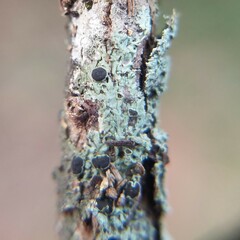 Hyperphyscia syncolla