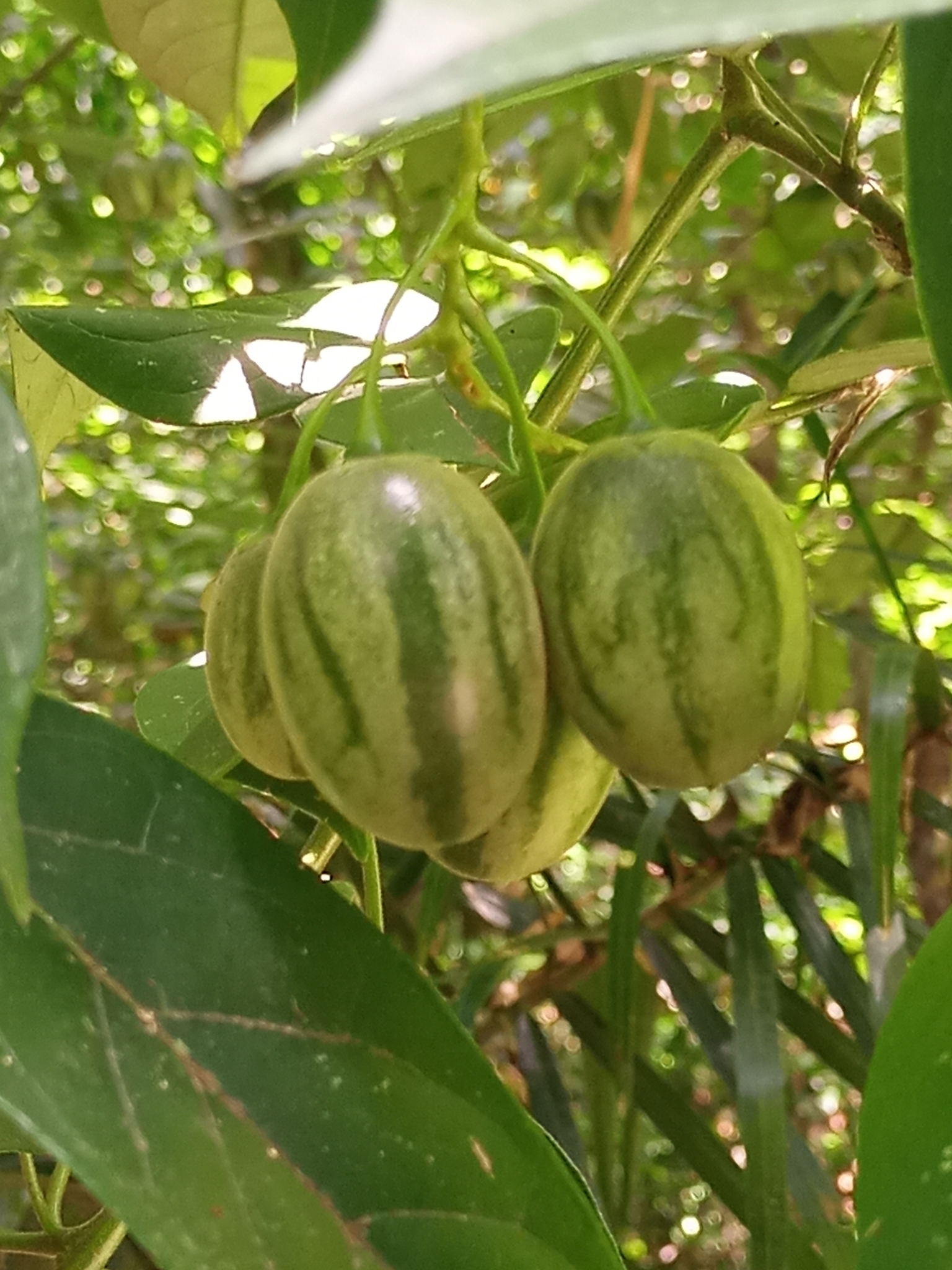 Imagem de Tomatinho-do-mato