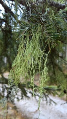 Evernia divaricata