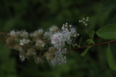 Spiraea × rosalba