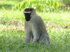 Chlorocebus pygerythrus