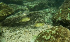 Mayaheros urophthalmus