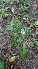 Senecio vulgaris