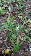 Senecio vulgaris
