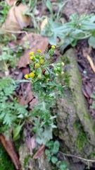 Senecio vulgaris