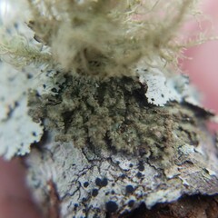 Tuckermanella fendleri