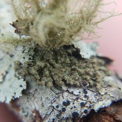 Tuckermanella fendleri